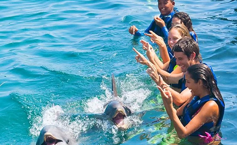 Un grupo de viajeros en el agua saluda a dos delfines