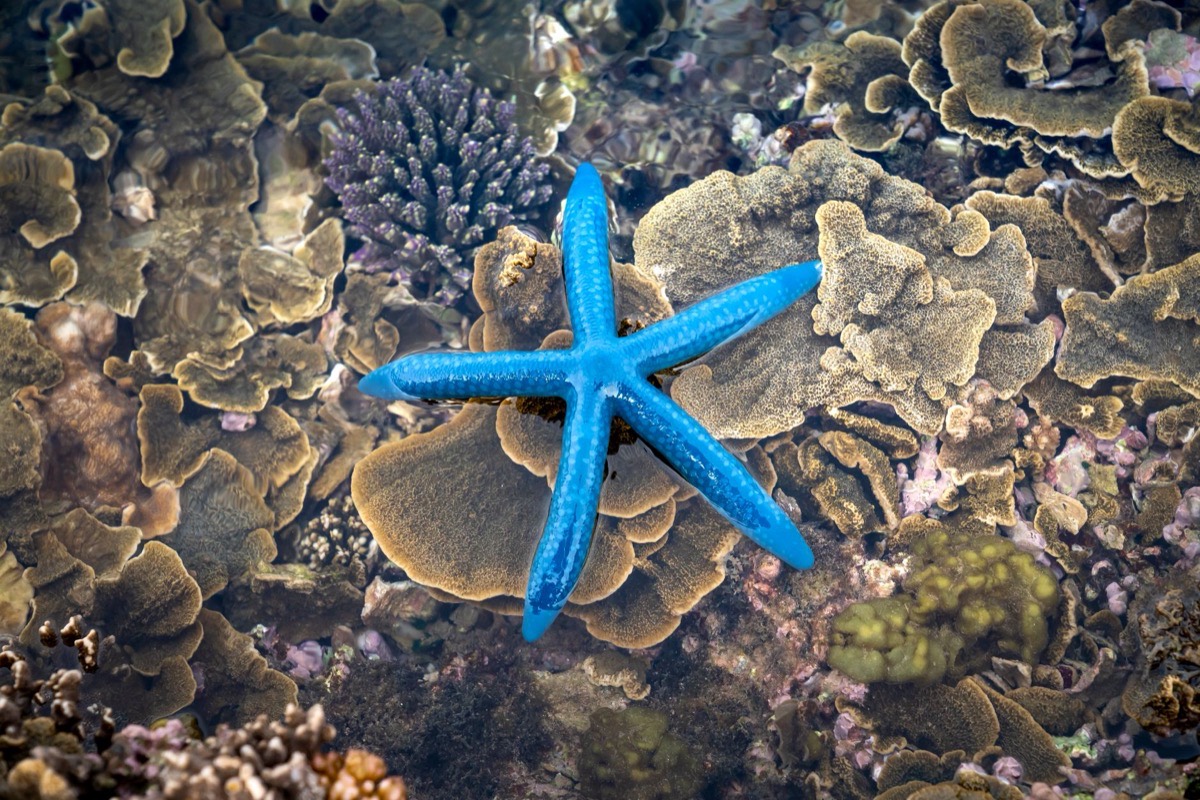 Estrella de mar azul sobre coral, en el fondo del agua