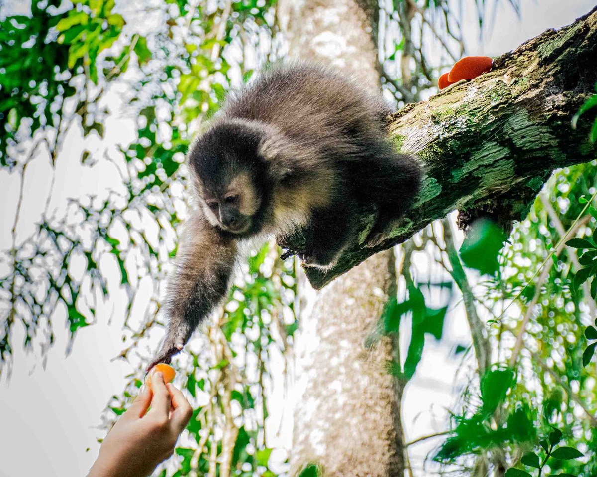 Mono tomando comida de la mano de una persona