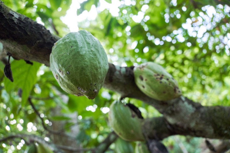 Mazorcas de cacao verdes en la rama