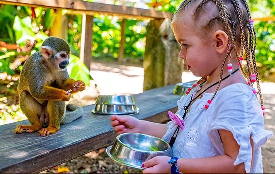 Una niña con trenzas le ofrece comida a un mono ardilla sobre una baranda
