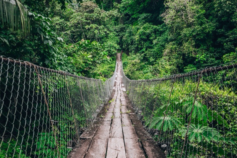 Puente colgante sobre la selva